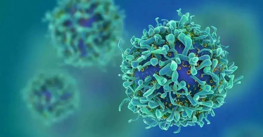 慢性淋巴/小淋巴细胞白血病的CAR-T疗法介绍
