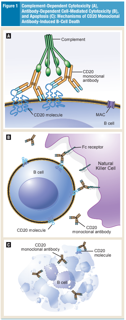 奥法木单抗治疗白血病的新型抗cd20单克隆抗体