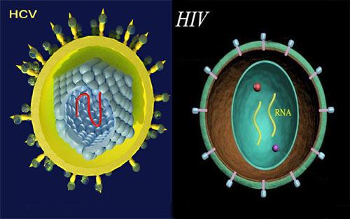 hcv和hiv合并感染患者丙肝新药治疗治愈率超过93%